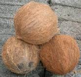 Coconut exporters from india .