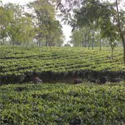 Orthodox Tea Garden Sell in Darjeeling & Dooars at Affordable Price